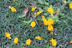 Arachis glabrata